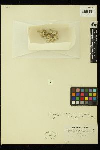 Neogoniolithon brassica-florida image