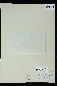 Hypoglossum caloglossoides image