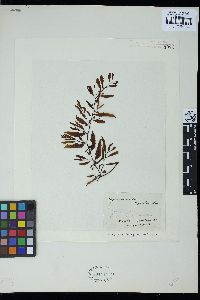 Sargassum cinctum image