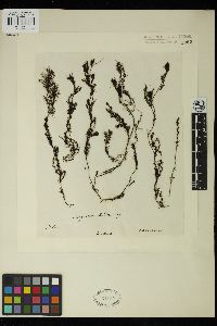 Phyllotricha sonderi image