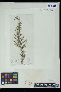 Sargassum serratifolium image