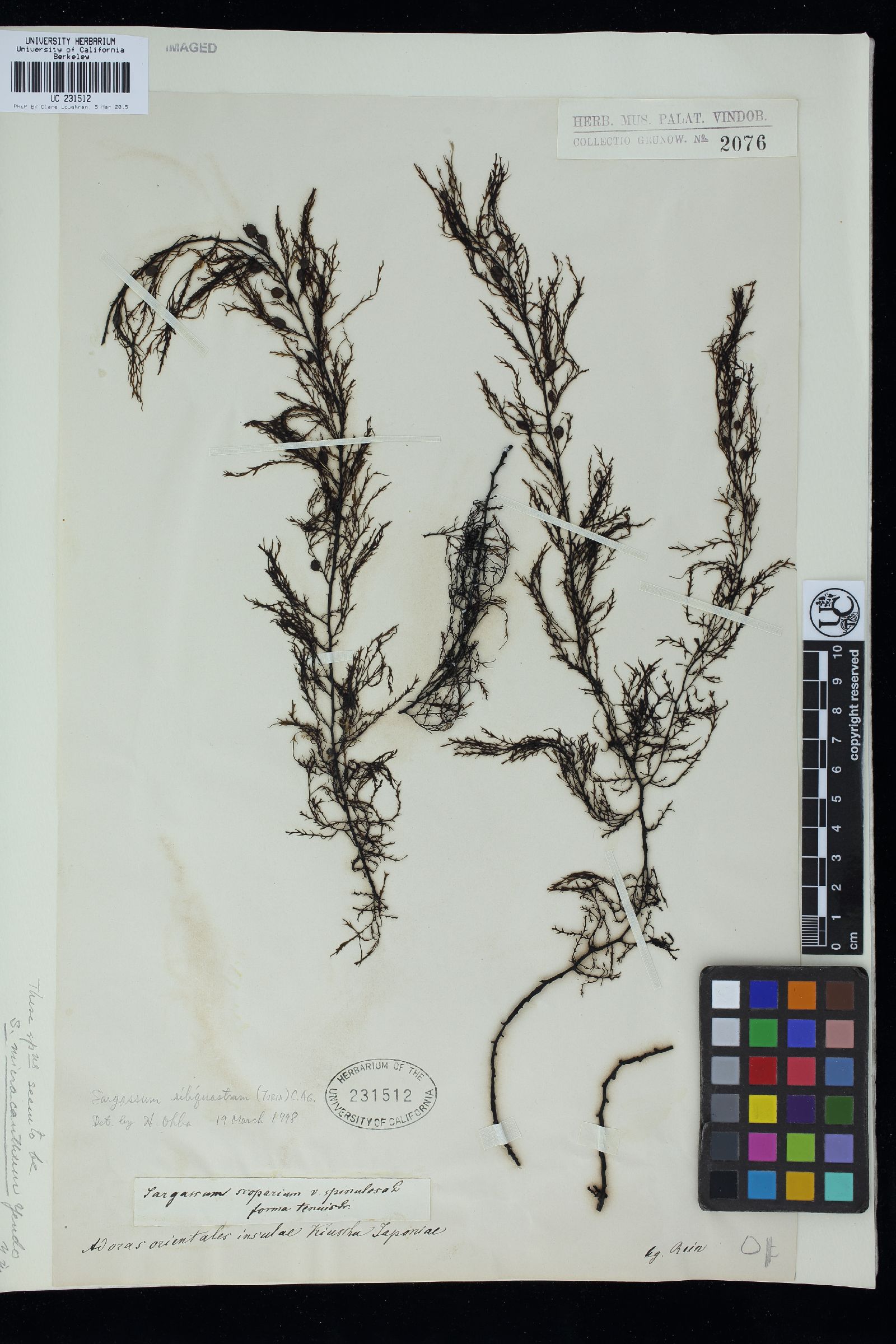 Sargassum scoparium image