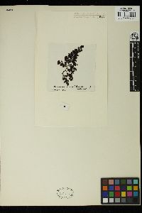 Image of Sargassum droserifolium