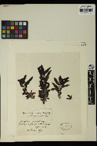 Image of Sargassum cuneifolium