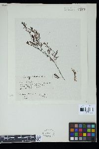 Sargassum pulchellum image