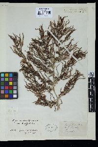 Sargassum spinuligerum image