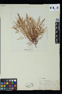 Lophocladia kuetzingii image