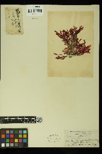 Pugetia japonica image