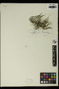Spirogyra crassa image