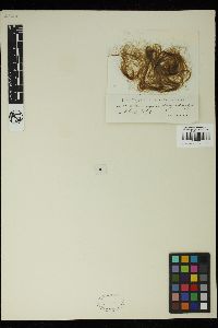 Spirogyra majuscula image