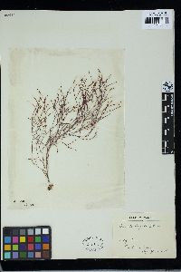 Spyridia elongata image