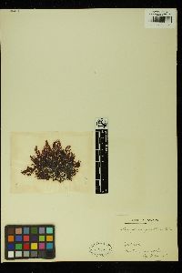 Kintarosiphonia fibrillosa image