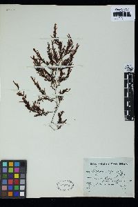 Image of Sargassum gracile
