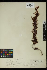 Sargassum erosum image