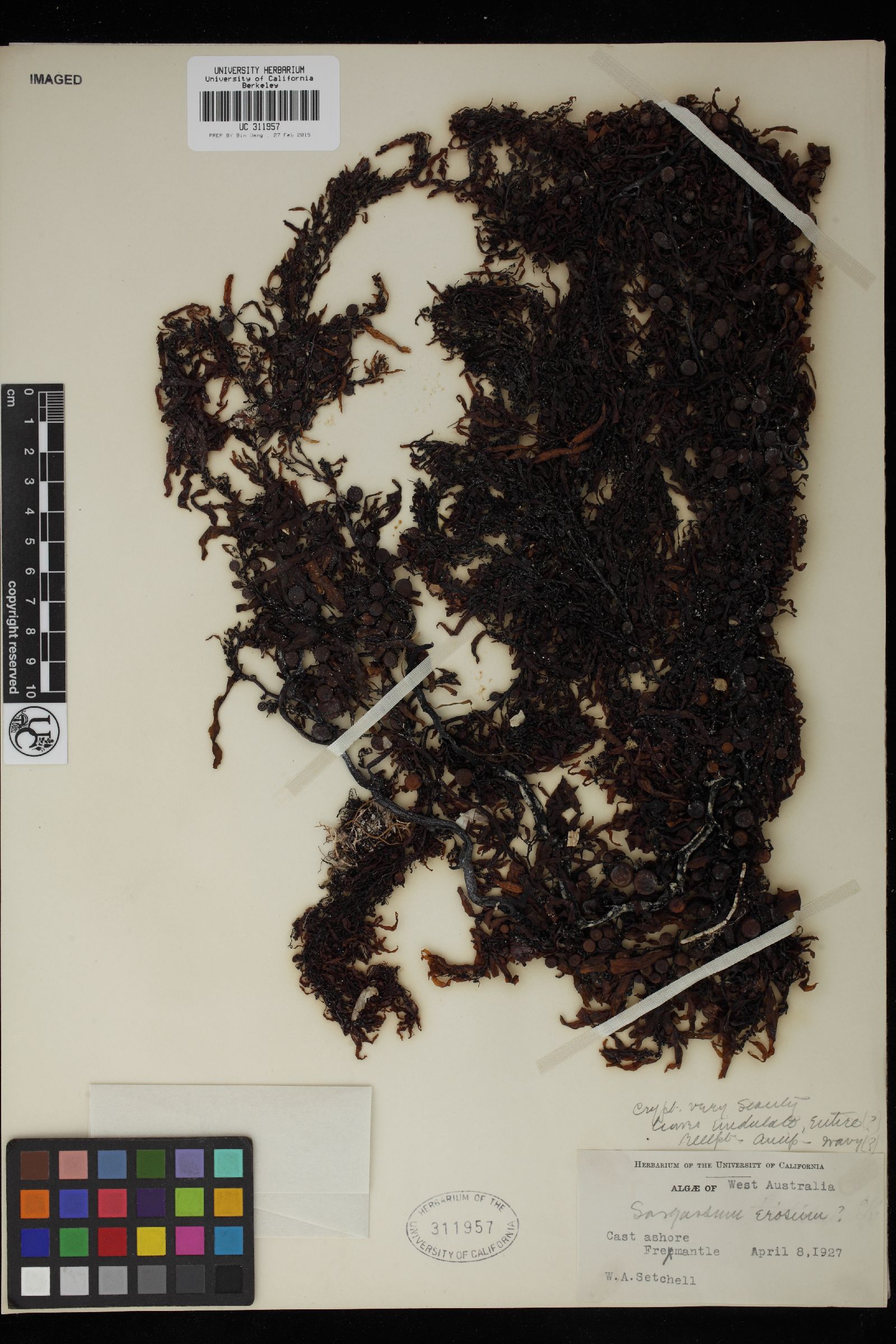 Sargassum erosum image