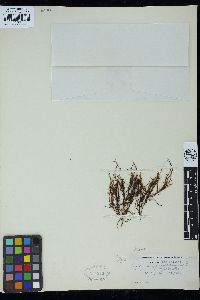 Gracilaria secundata f. flagellifera image