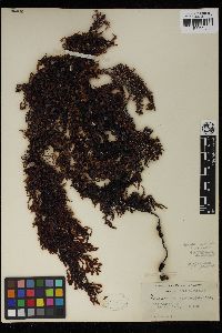 Sargassum paradoxum image