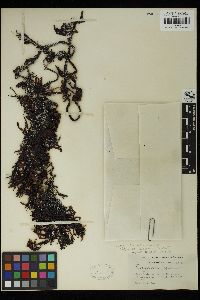 Image of Sargassum erosum