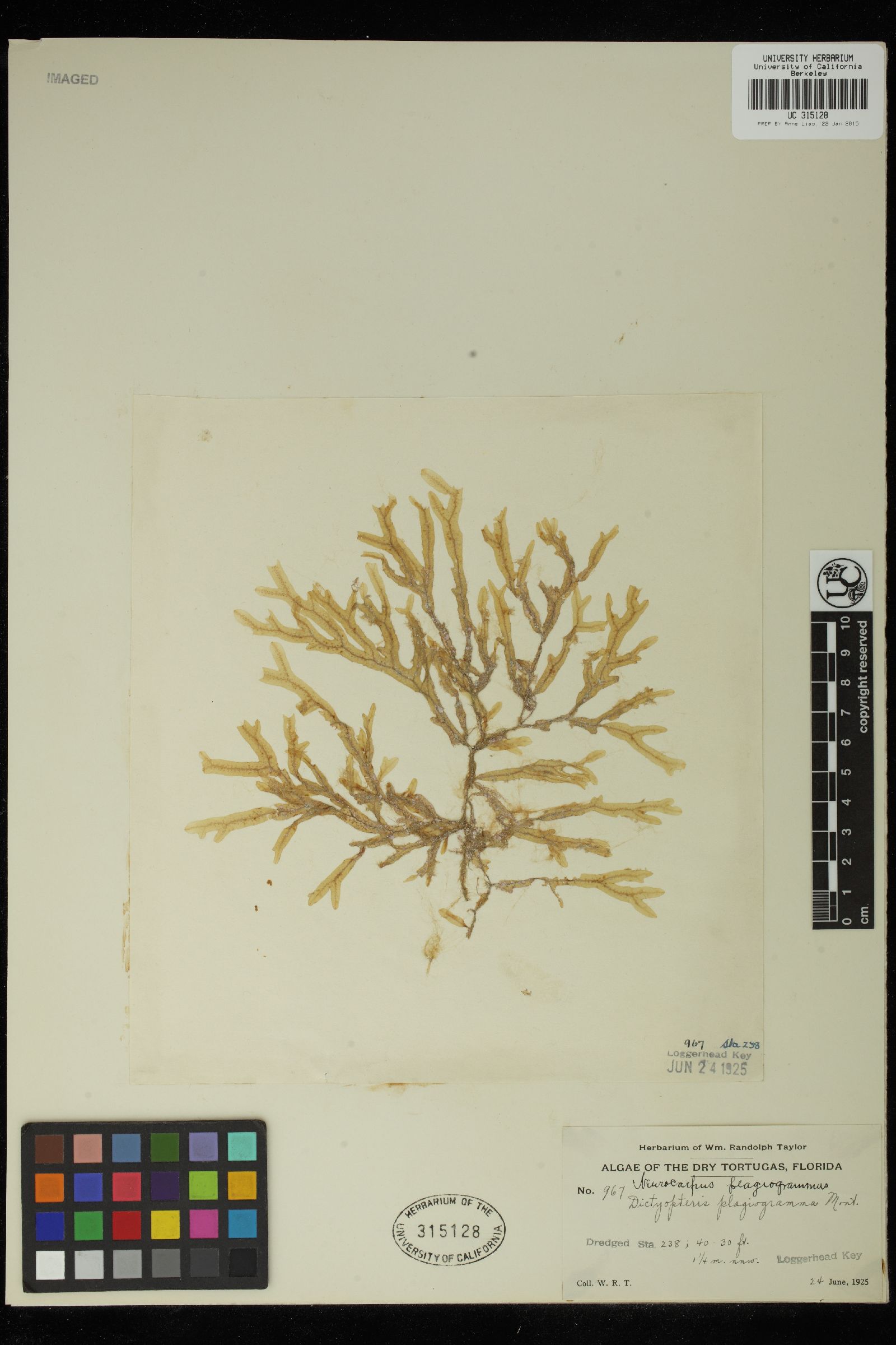 Dictyopteris plagiogramma image