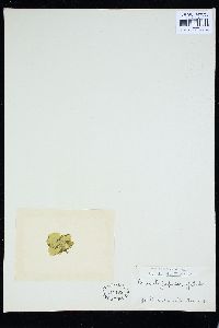 Prasiola japonica image