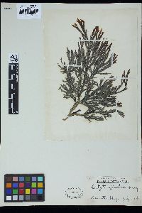 Dictyota spinulosa image