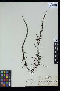 Sargassum thunbergii image