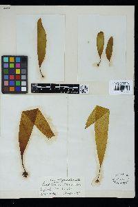 Saccorhiza dermatodea image