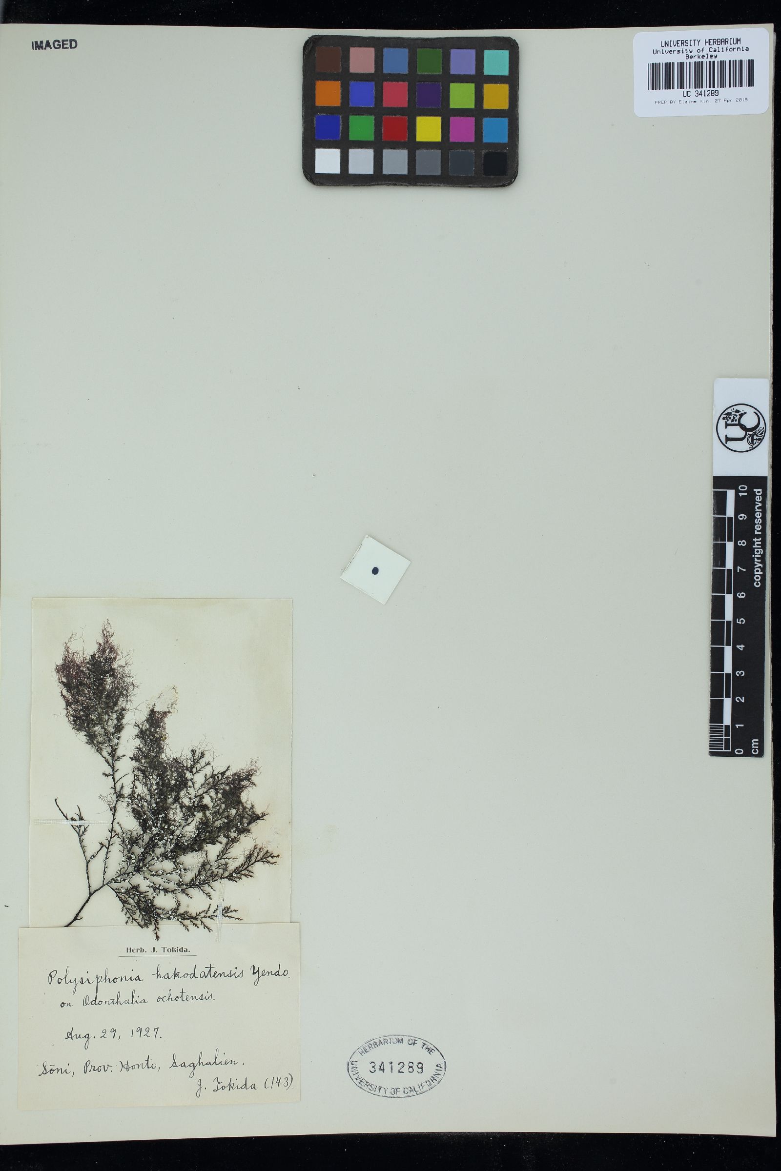 Enelittosiphonia stimpsonii image