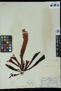 Gigartina lanceata var. longifolia image
