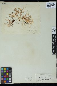 Gigartina macrocarpa image