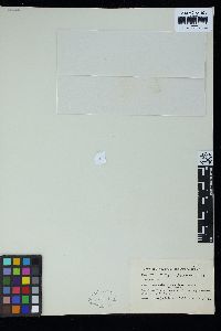 Ahnfeltiopsis pygmaea image