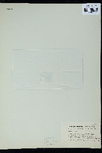 Chondrophycus ceylanicus image