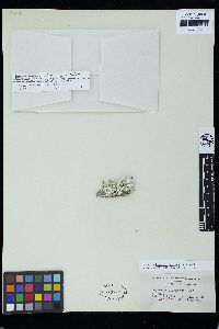 Neomeris vanbosseae image