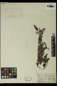 Sargassum parvifolium image