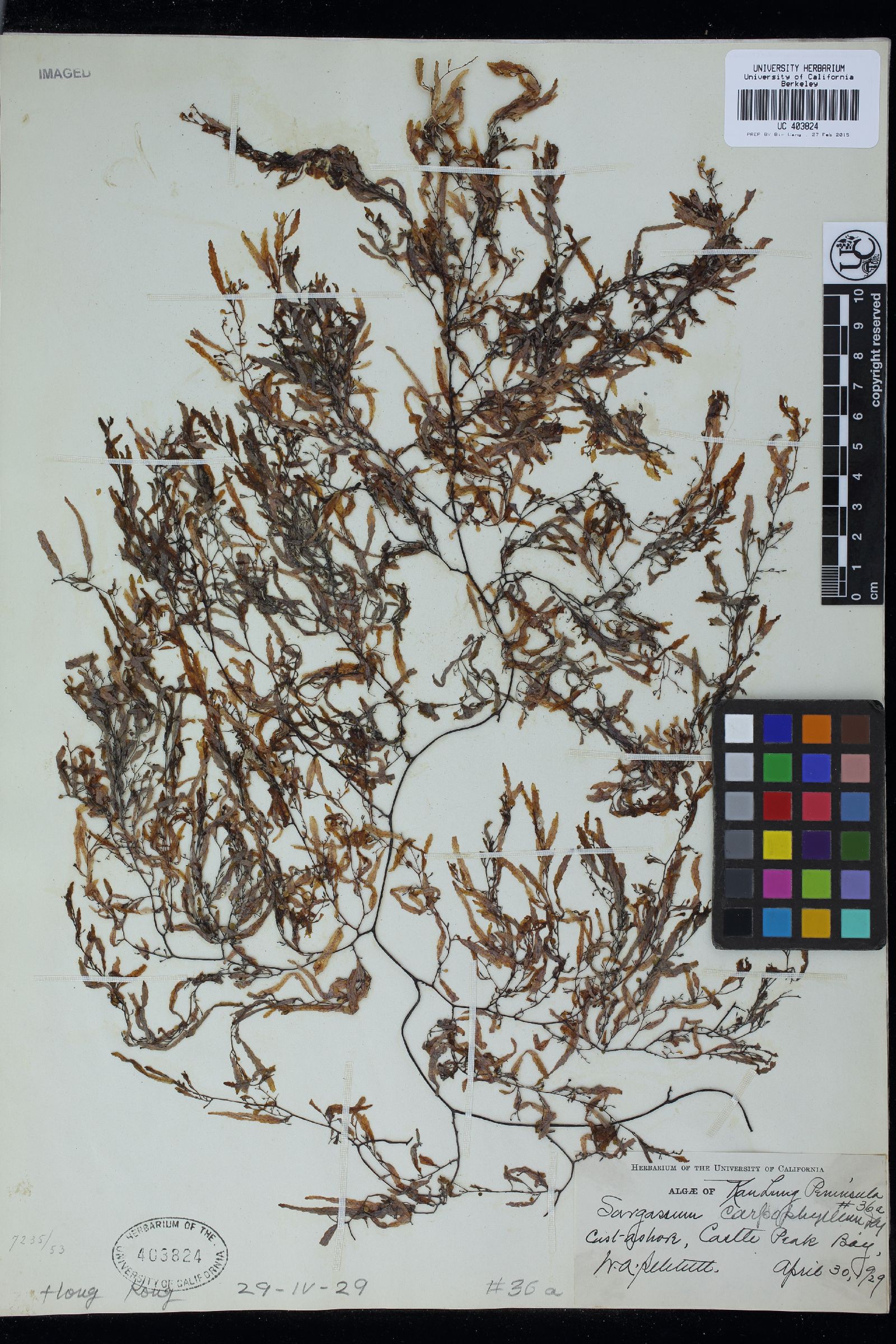 Sargassum carpophyllum image