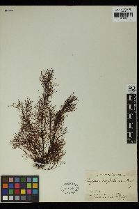 Sargassum desfontainesii image