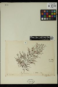 Sargassum piluliferum image