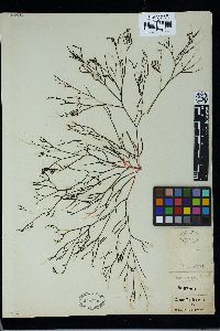 Trematocarpus fragilis image