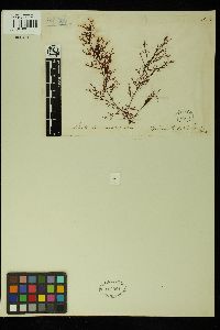 Rhabdonia verticillata image