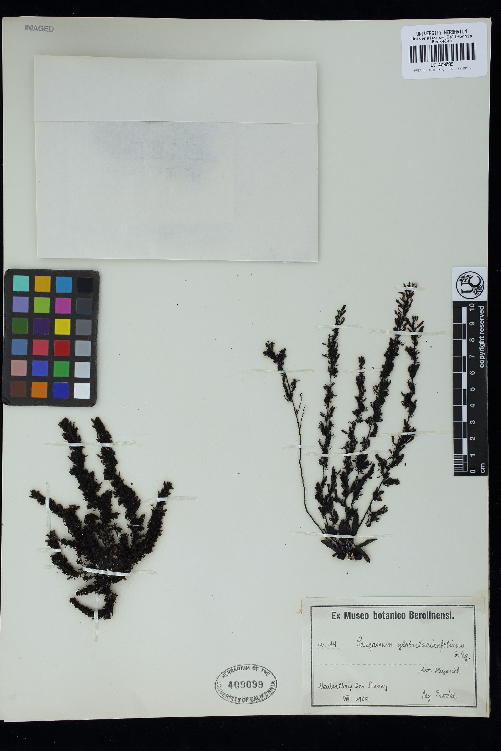 Sargassum globulariifolium image