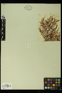 Wrangelia abietina image