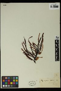 Phyllospora comosa image