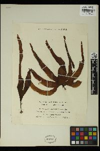 Phyllariopsis brevipes image
