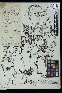 Sargassum vachellianum image