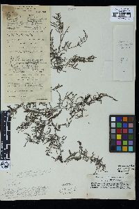 Sargassum incanum image