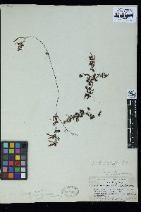 Sargassum flavicans image