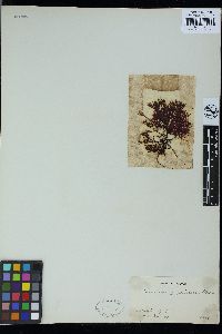 Ceramium japonicum image