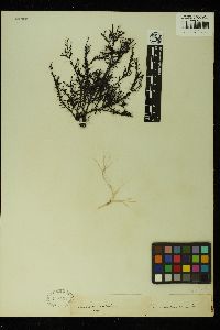 Tichocarpus crinitus image