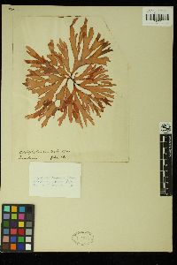 Callophyllis crispata image