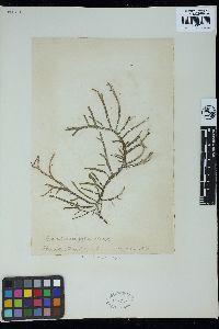 Gracilaria gigas image